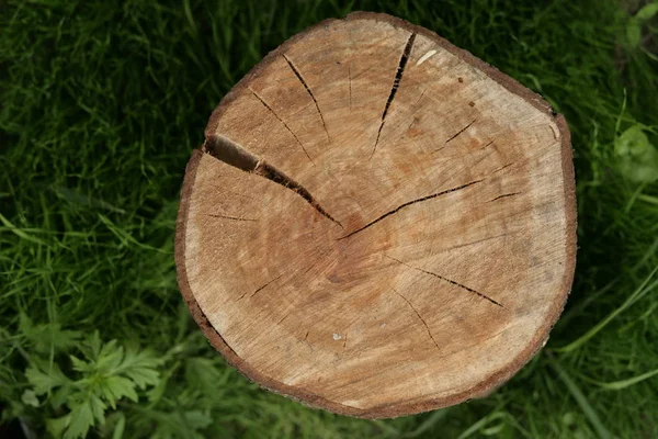 Cortar tronco de árbol en la hierba — Foto de Stock