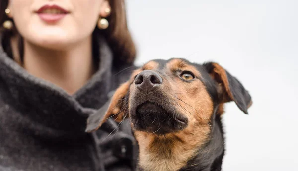 Sensação do bigode do cão, bigode em foco — Fotografia de Stock