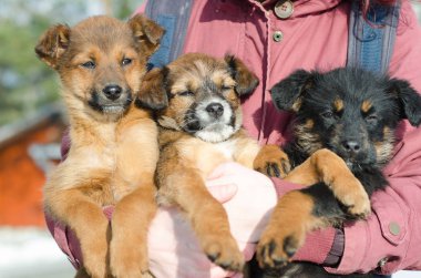 Kız üç sevimli köpek tutun 