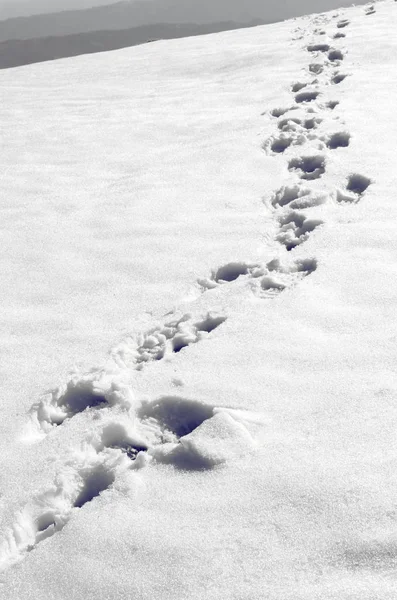 Schritte im Schnee auf dem Berg — Stockfoto