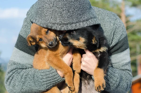 Homem na aldeia ama seus cães pequenos — Fotografia de Stock
