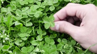  el aldım 4 yapraklı yonca