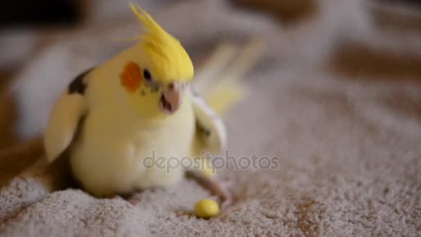 Parrot plays with egg — Stock Video