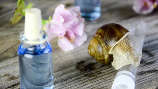 蜗牛在化妆品包装 — 图库视频影像