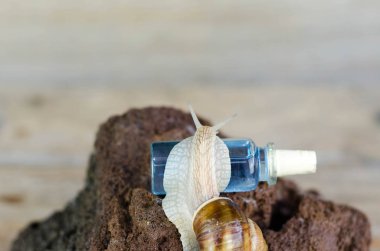 Kozmetik şişe üzerinde tırmanma salyangoz