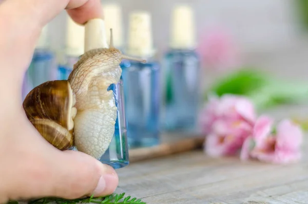 Hand houdt dat een slak omgeven cosmetische producten — Stockfoto