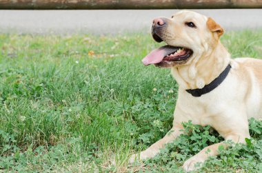 köpek çim üzerinde yalan yorgun 