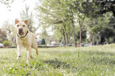 komik yetişkin köpek atlar ve yarış