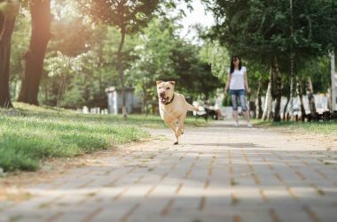 şehirde yürüyüş köpek