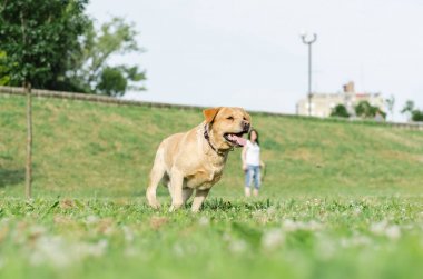 Labrador oynayan ve topu getiriyor 
