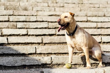köpek zevk Güneş