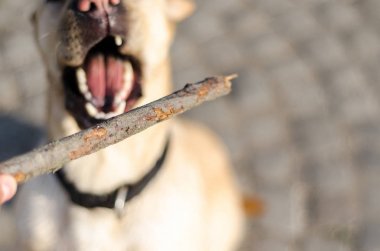 Closeup dog catches a stick  clipart