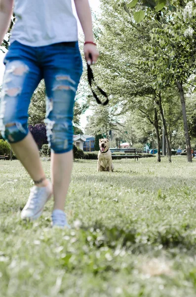 Dívka vyškoleni psa v parku — Stock fotografie