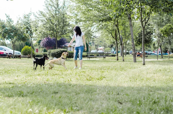Дівчина навчила собаку в парку — стокове фото
