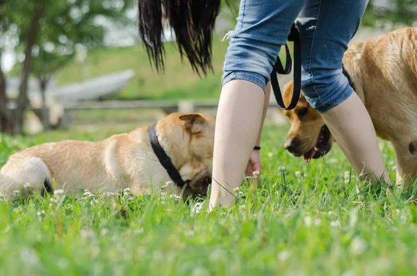 Labradore bringen den Ball — Stockfoto