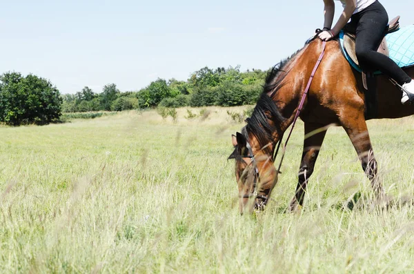 Vista Mulher Cavalo Bonito Dia Ensolarado Efeito Sol — Fotografia de Stock