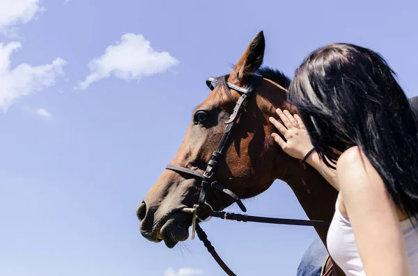 Woman touching horse — Stock Photo, Image