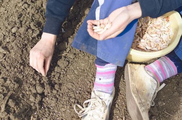 Close Van Vrouwelijke Boer Uien Biologische Moestuin Zaaien — Stockfoto