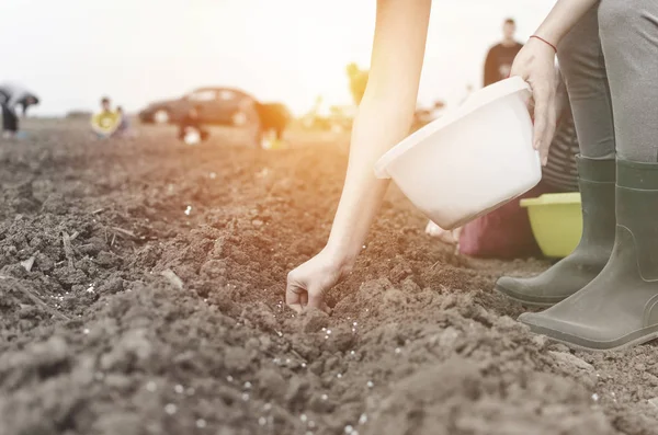 Hand Van Vrouw Boer Zaaien Uien Biologische Moestuin Close Van — Stockfoto