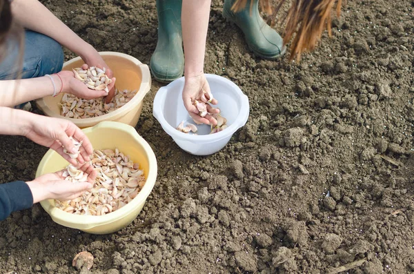 Agriculteurs Plantant Jeunes Oignons Blancs Dans Potager Champ Campagne Printemps — Photo