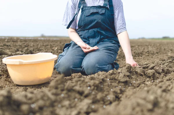 Main Femme Agricultrice Semant Des Oignons Dans Potager Biologique Gros — Photo