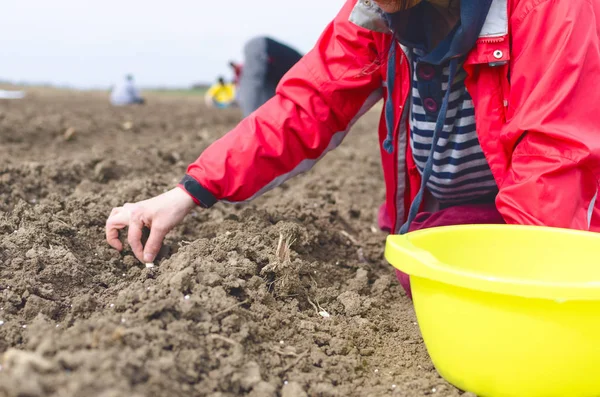 Main Femme Agricultrice Semant Des Oignons Dans Potager Biologique Gros — Photo