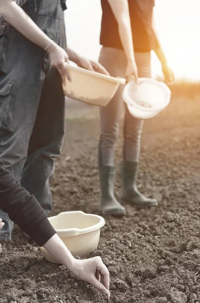 Agricultores Plantando Cebolla Blanca Joven Huerto Campo Campo Tiempo Primavera —  Fotos de Stock