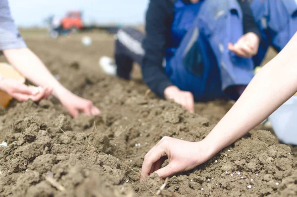 Agriculteurs Plantant Jeunes Oignons Blancs Dans Potager Champ Campagne Printemps — Photo