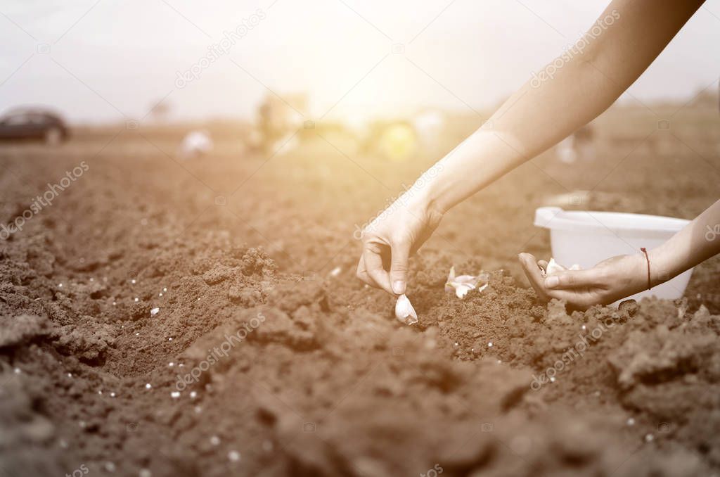 Hand of woman farmer seeding onions in organic vegetable garden, Close up of hand planting seed in soil,cropped and closeup