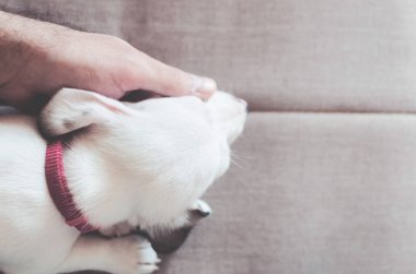 bir köpek kanepede okşayarak el