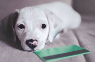 Küçük köpek yavrusu köpek, kredi kartı ile jack russell
