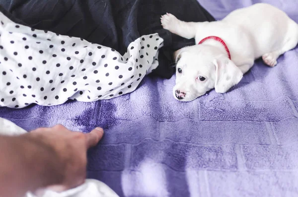 ベッドに犬の尿 — ストック写真