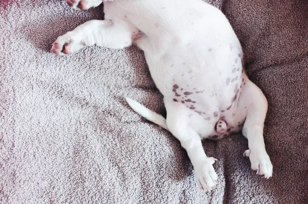 cropped photo of dog body, dog sleep on bed