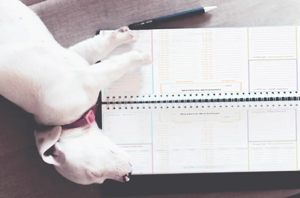 Dog sleeping on organizer with pen