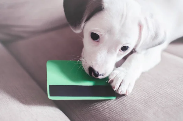 小さな子犬犬 ジャック ラッセルのクレジット カードで — ストック写真