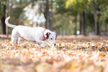 Küçük komik köpek yavrusu Jack Russell Terrier sonbahar parkında yapraklarda oynuyor.