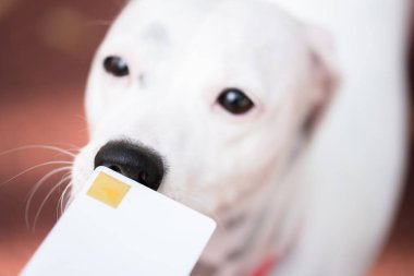 Güzel küçük köpek Jack Russell Terrier 'ın yakın çekimi.