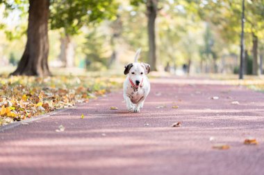 Küçük komik köpek yavrusu Jack Russell Terrier doğada oynuyor, atlıyor ve sokakta koşuyor.