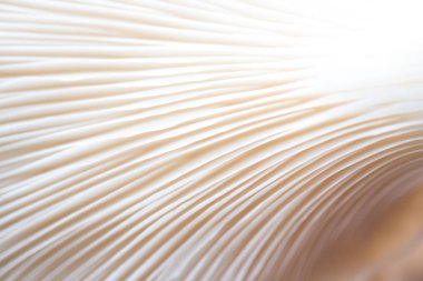 Arka plan olarak güzel beyaz mantarların yüzeyini kapat