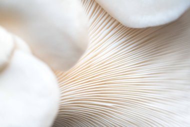 close up of beautiful white mushrooms surface as background clipart
