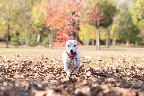 Dog Jack Russell Terrier Caminhando Parque Outono — Fotografia de Stock