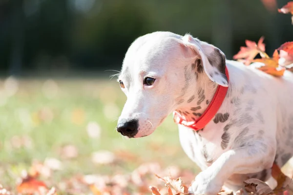 Nahaufnahme Porträt Von Jack Russell Terrier Fuß Park — Stockfoto