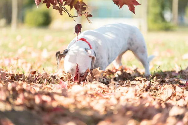 Dog Jack Russell Terrier Caminhando Parque Outono — Fotografia de Stock