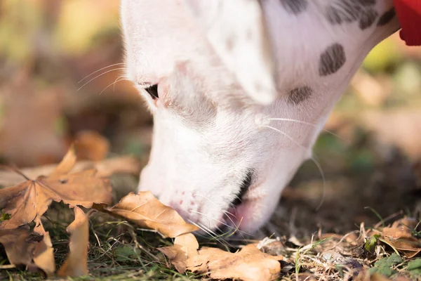 Zbliżenie Portret Jack Russell Terrier Spacery Parku — Zdjęcie stockowe