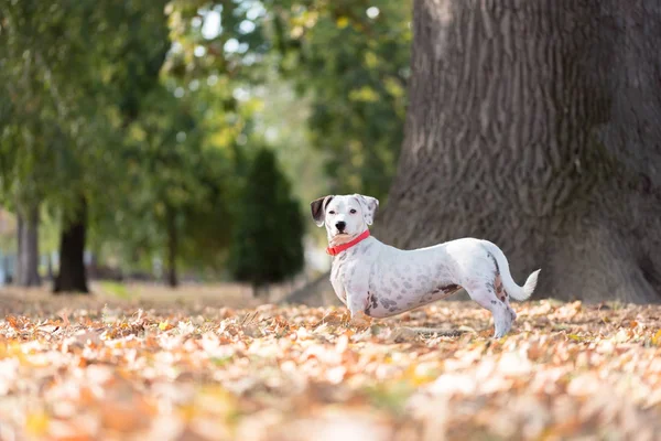Kleiner Lustiger Welpe Jack Russell Terrier Spielt Blättern Herbstpark — Stockfoto