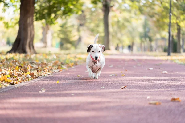 Piccolo Divertente Cucciolo Jack Russell Terrier Giocare Natura Saltare Correre — Foto Stock