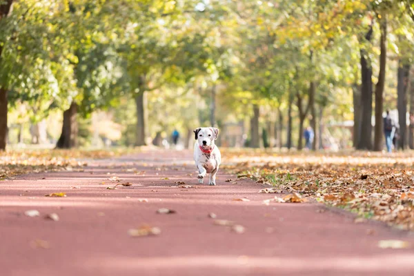 Pouco Engraçado Filhote Cachorro Jack Russell Terrier Jogando Natureza Pulando — Fotografia de Stock