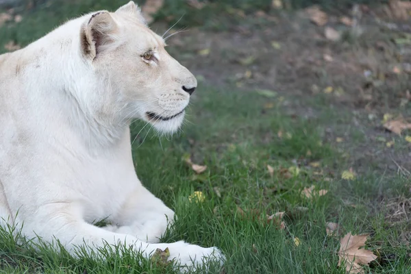Weiße Löwin Oder Löwin Auf Dem Gras Liegend — Stockfoto