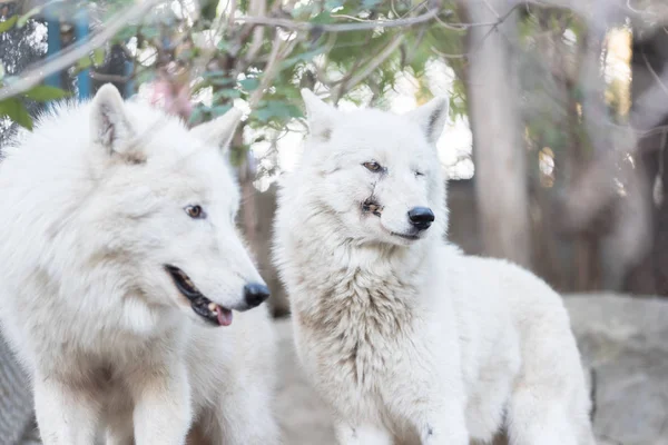 Крупним Планом Білі Вовки Клітці Зоопарку — стокове фото