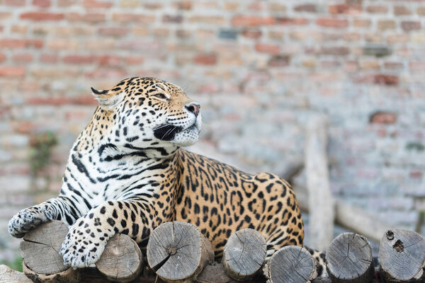Beautiful tiger resting on boards in zoo